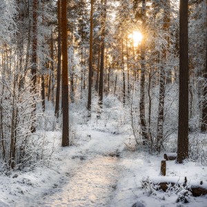 Солнце в лесу приглядывает